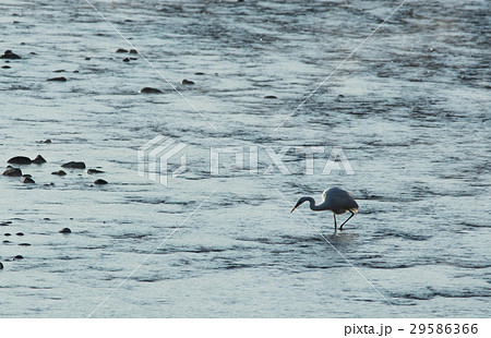 白鷺 29586366