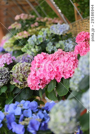 紫陽花 29586944