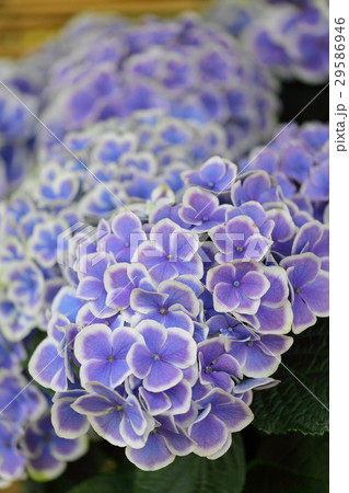 あじさい 「HBAババリア」 あじさい 「HBAババリア」 29586946