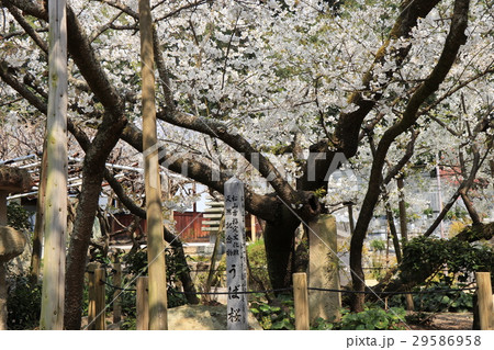 大宝寺のうば桜 大宝寺のうば桜 29586958