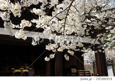 大宝寺のうば桜 大宝寺のうば桜 29586959