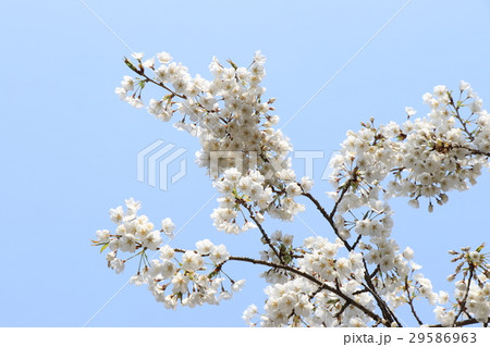大宝寺のうば桜 大宝寺のうば桜 29586963