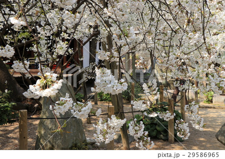大宝寺のうば桜 大宝寺のうば桜 29586965