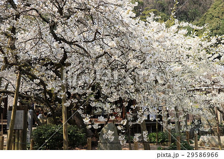 大宝寺のうば桜 大宝寺のうば桜 29586966