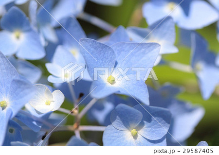紫陽花 29587405