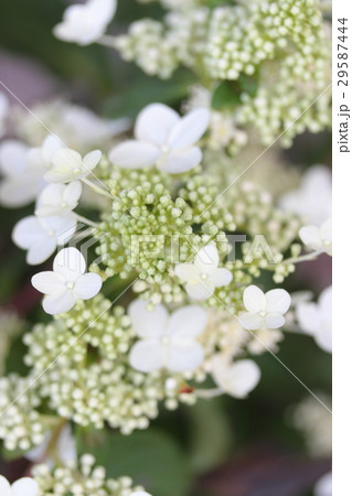 あじさい 「エゾダルマノリウツギ」 29587444