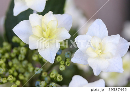 あじさい 「三原八重」 あじさい 「三原八重」 29587446