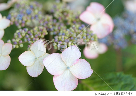あじさい 「チリフ紅山」 あじさい 「チリフ紅山」 29587447