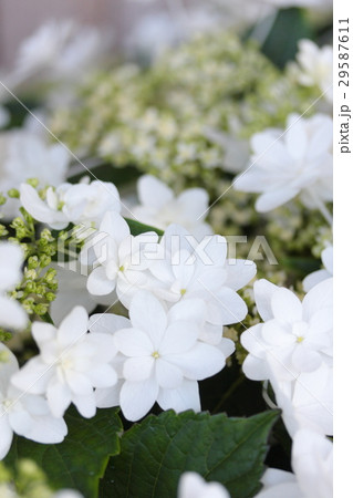 あじさい ウェディングドレス の写真素材