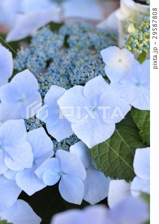 あじさい 「セイスイ」 あじさい 「セイスイ」 29587808