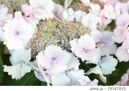 あじさい 「ハツコイ」 あじさい 「ハツコイ」 29587810