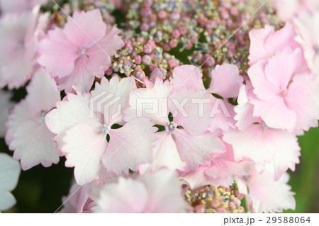 あじさい 「ハツコイ」 29588064