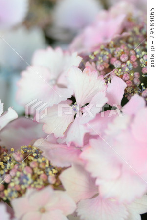 あじさい 「ハツコイ」 29588065