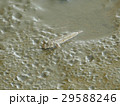 有明海干潟のトビハゼ 29588246