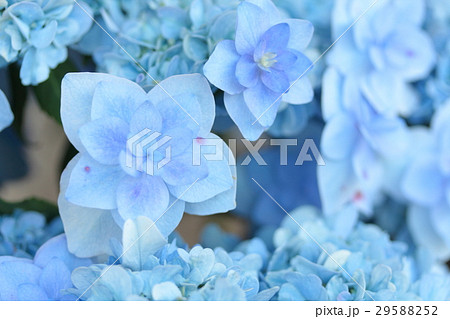 あじさい 「舞孔雀」 29588252