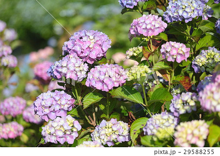 紫陽花 29588255