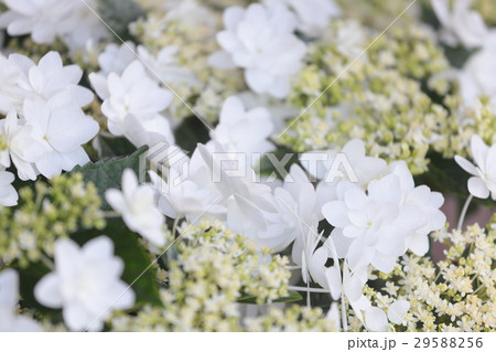 あじさい ウェディングドレス の写真素材