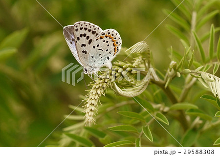 クララに産卵中のオオルリシジミ 29588308