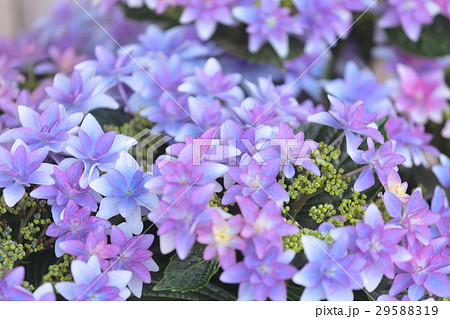 あじさい 「ダンスパーティーブルー」 29588319