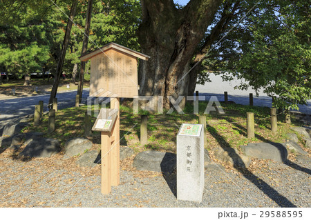 京都御所・清水谷家の椋 京都御所・清水谷家の椋 29588595