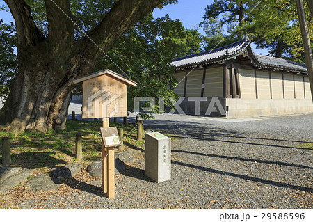 京都御所・清水谷家の椋 京都御所・清水谷家の椋 29588596