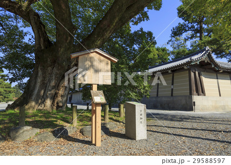 京都御所・清水谷家の椋 29588597