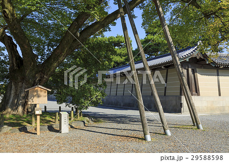 京都御所・清水谷家の椋 29588598