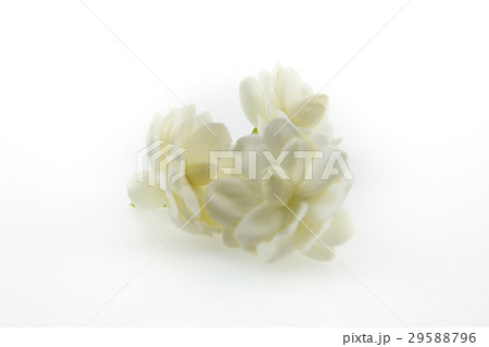 Jasminum sambac flower on White Background 29588796