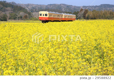 小湊鉄道と菜の花 小湊鉄道と菜の花 29588922