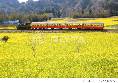 小湊鉄道・里山トロッコ列車と菜の花 29588925