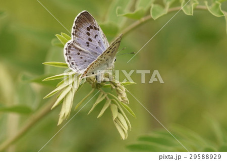 クララに産卵中のオオルリシジミのメス 29588929