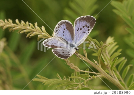 クララにとまるオオルリシジミのメス 29588990