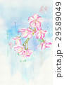 桜　パソコン水彩画 29589049