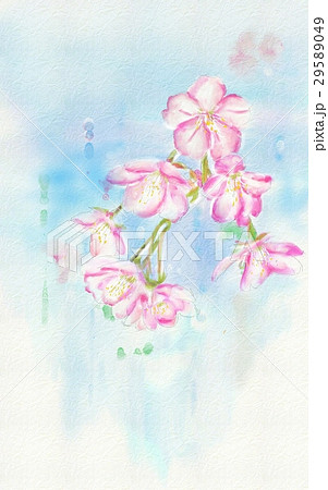 桜　パソコン水彩画 29589049