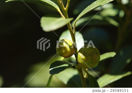 生き物　昆虫　イヌツゲメタマフシ、イヌツゲタマバエが作る虫こぶ。一センチほどのいびつな球形 29589151