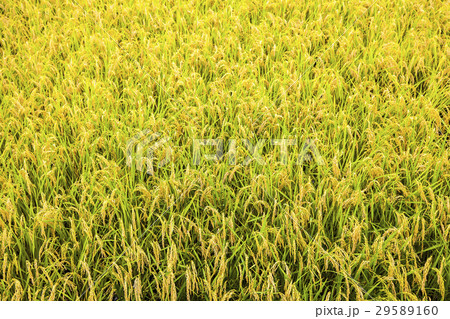 稔りのイネ 29589160