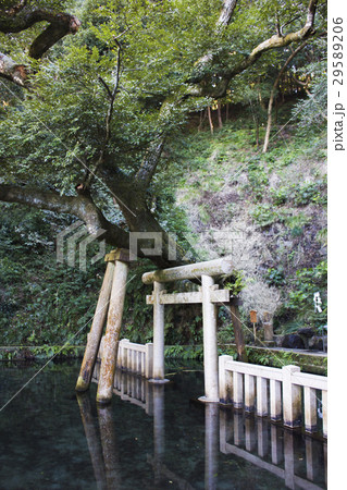 鹿島神宮の御手洗池 29589206