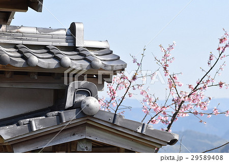 武家屋敷の桜　篤姫ロケ地　　野田町　出水市　鹿児島県 29589408