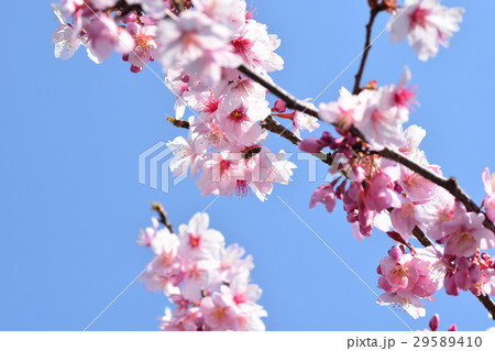 武家屋敷の桜　さくら　サクラ　花びら　春　満開 29589410