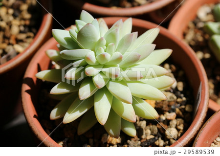 セデベリア/樹氷 セデベリア/樹氷 29589539