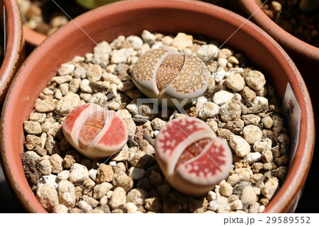 リトープス/福来玉、トップレッド リトープス/福来玉、トップレッド 29589552