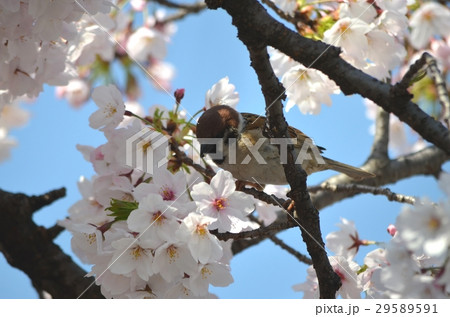 桜と雀 29589591