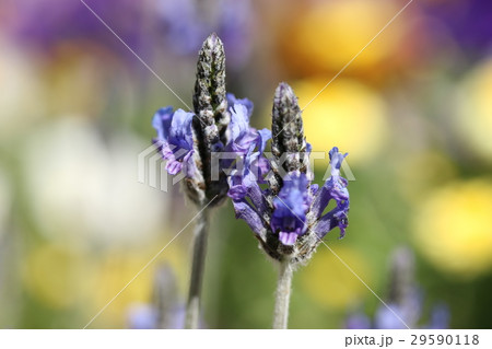 ラベンダー 29590118