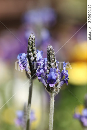ラベンダー ラベンダー 29590119