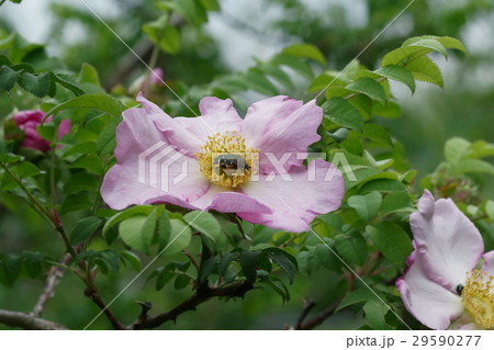 サンショウバラの花粉を食べるコアオハナムグリの写真素材