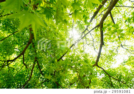 新緑の紅葉 29591081