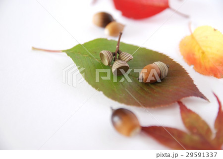 どんぐり帽子 どんぐり帽子 29591337