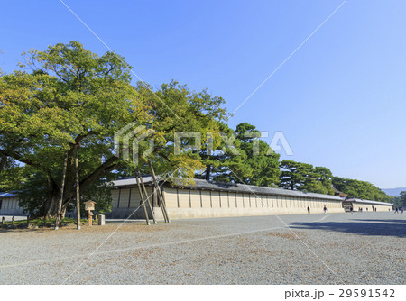 京都御所・清水谷家の椋 京都御所・清水谷家の椋 29591542