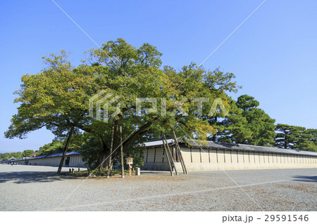 京都御所・清水谷家の椋 29591546