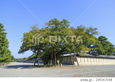 京都御所・清水谷家の椋 29591548